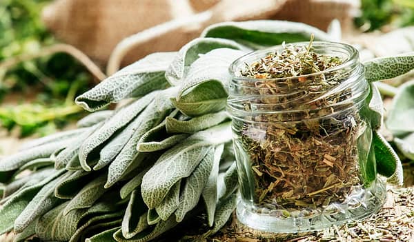 Salvia