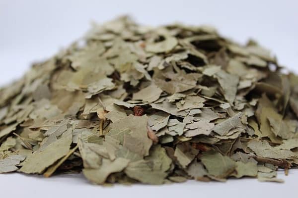Hoja de alamo