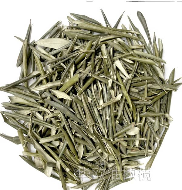 Hoja de olivo