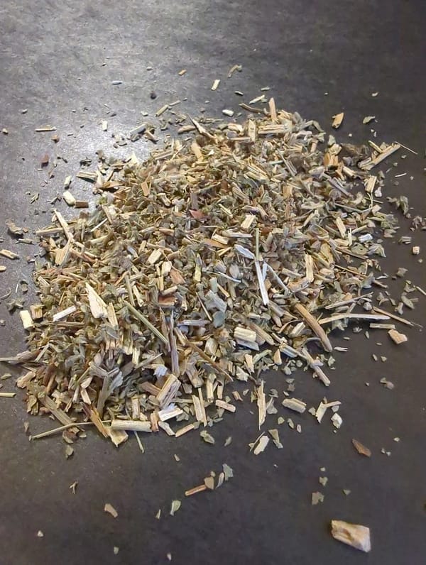 Alfalfa